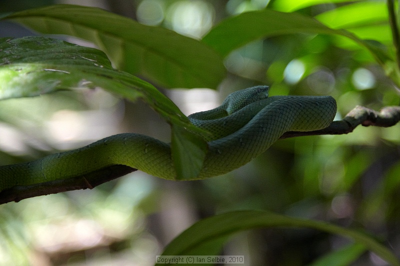 Green Viper, Bako National Park, Sarawak, East Malaysia (Borneo)