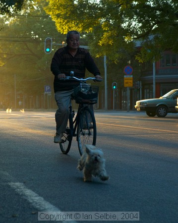 Walking the dog by bicycle at sunrise, Beijing