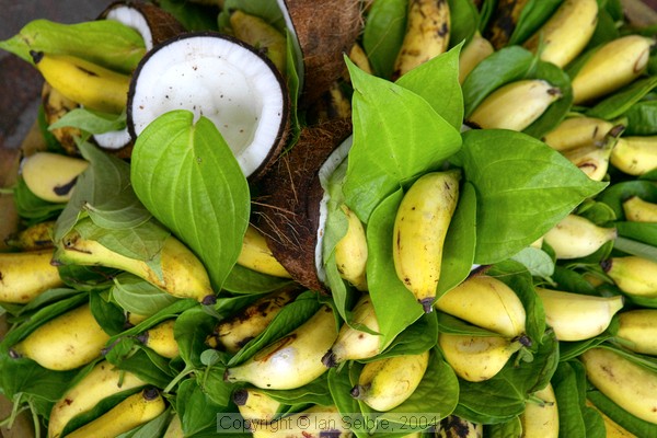 Bananas and fresh coconuts for celebration of the birthday of Lord Ganesha at Sri Senpaga Vinayagar Temple, Ceylon Road, Singapore