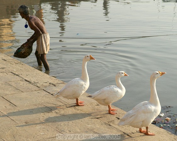 Three white geese survey the Ganges from Mir Ghat, Varanasi