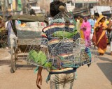 Selling caged birds on the streets of Varanasi