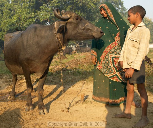 In the countryside near Varanasi: a buffalo is a very significant asset for the family,  but somehow the relationship seems warmer than just a financial interest