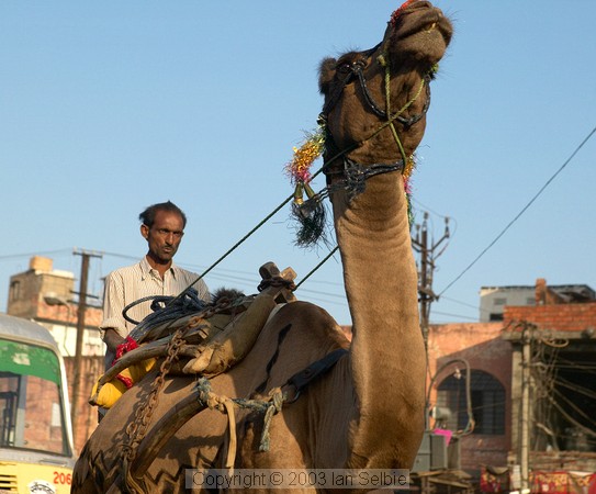 Camel and driver in the street in the Pink City, Jaipur