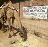 Camel feeding next to a computer education ad, Jaipur
