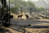Dogs fighting, people walking along the railway tracks near Jaipur station