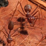 Ants, Singapore 2008