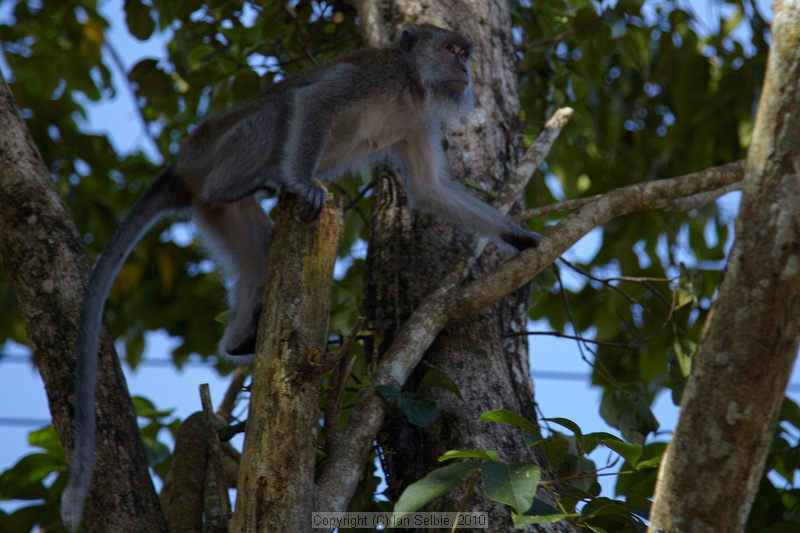 Bako National Park, Sarawak, East Malaysia (Borneo)
