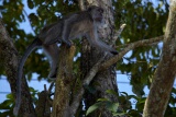 Bako National Park, Sarawak, East Malaysia (Borneo)
