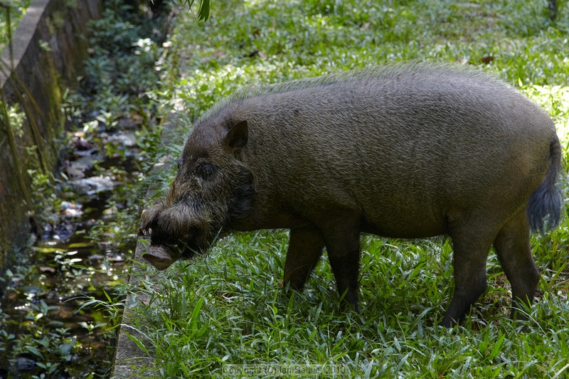 Bearded Wild Boar, Bako National Park, Sarawak, East Malaysia (Borneo)