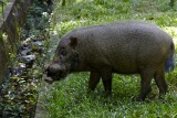 Bearded Wild Boar, Bako National Park, Sarawak, East Malaysia (Borneo)