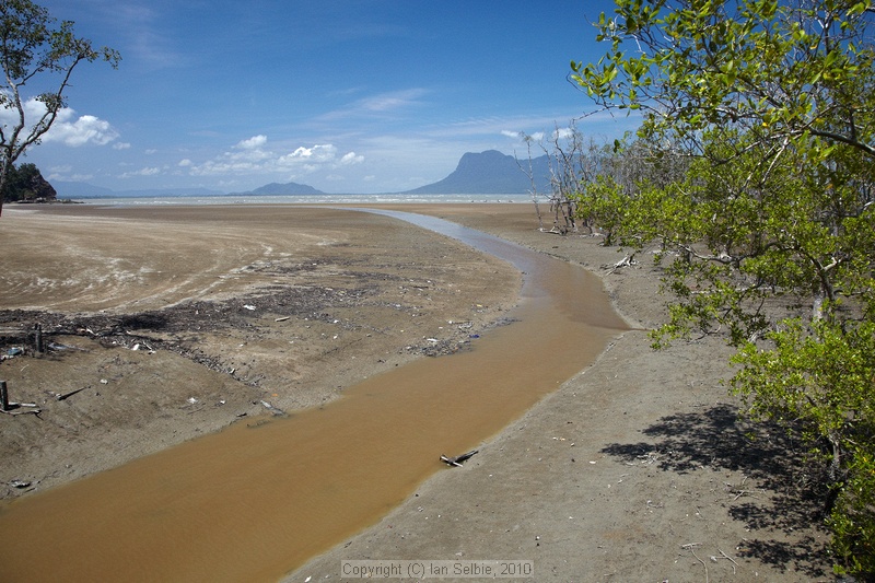 Mangroves, Bako National Park, Sarawak, East Malaysia (Borneo)