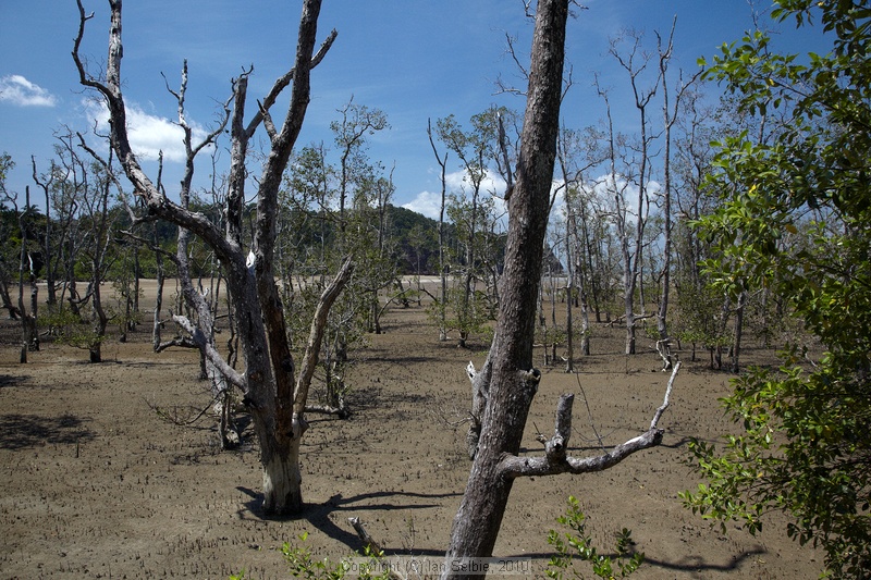 Mangroves, Bako National Park, Sarawak, East Malaysia (Borneo)
