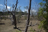 Mangroves, Bako National Park, Sarawak, East Malaysia (Borneo)