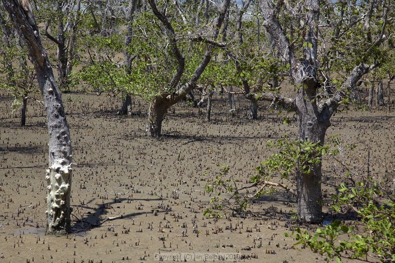 Mangroves, Bako National Park, Sarawak, East Malaysia (Borneo)