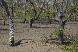 Mangroves, Bako National Park, Sarawak, East Malaysia (Borneo)