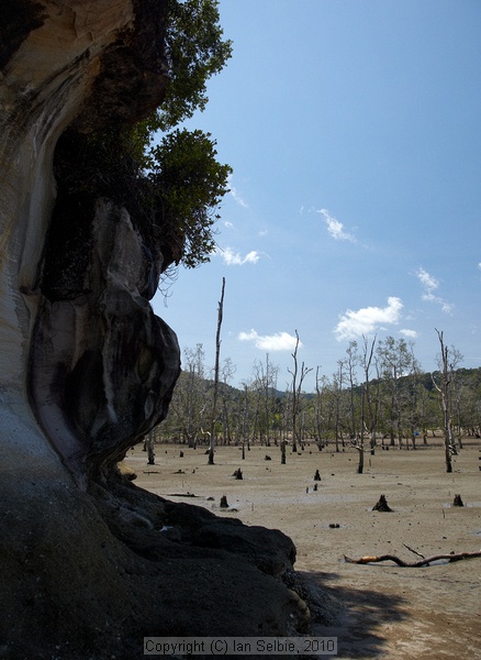 Bako National Park, Sarawak, East Malaysia (Borneo)
