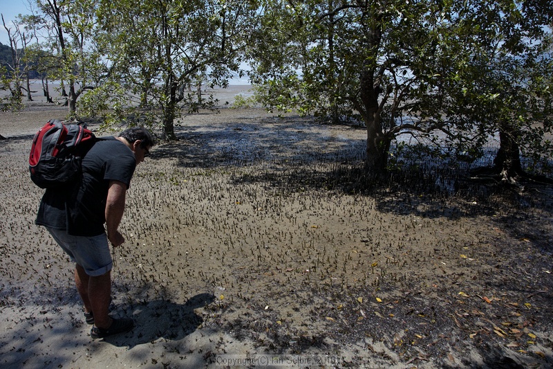 Mangroves, Bako National Park, Sarawak, East Malaysia (Borneo)