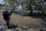 Mangroves, Bako National Park, Sarawak, East Malaysia (Borneo)