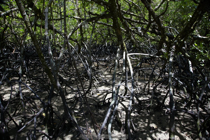 Mangroves, Bako National Park, Sarawak, East Malaysia (Borneo)