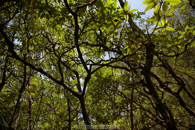 Bako National Park, Sarawak, East Malaysia (Borneo)