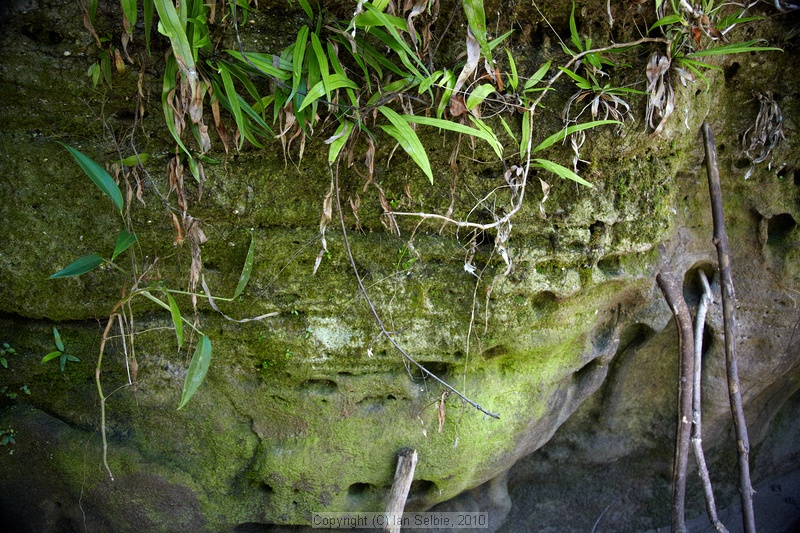 Bako National Park, Sarawak, East Malaysia (Borneo)