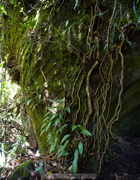 Bako National Park, Sarawak, East Malaysia (Borneo)