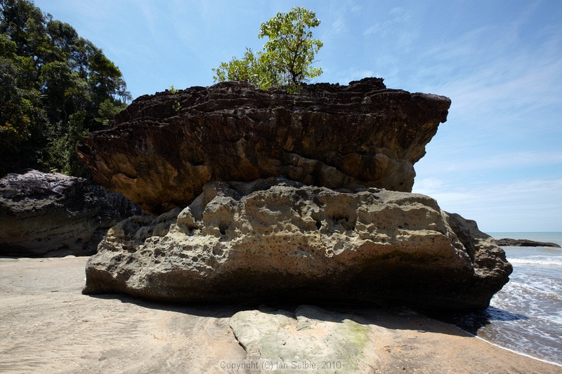 Bako National Park, Sarawak, East Malaysia (Borneo)