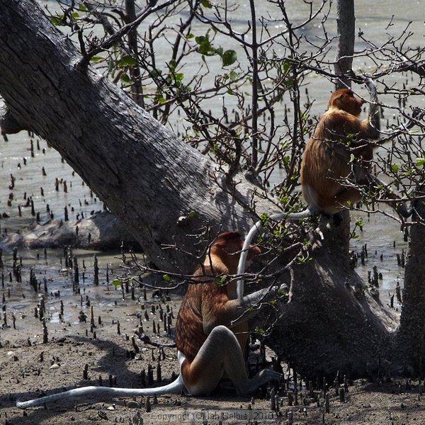 Proposcis Monkey, Bako National Park, Sarawak, East Malaysia (Borneo)