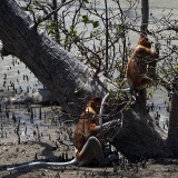 Proposcis Monkey, Bako National Park, Sarawak, East Malaysia (Borneo)