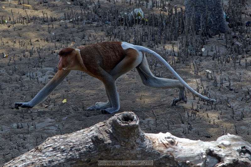Proposcis Monkey, Bako National Park, Sarawak, East Malaysia (Borneo)
