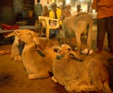 Smiling sheep await slaughter near the Tomb of Nizammudin, Delhi