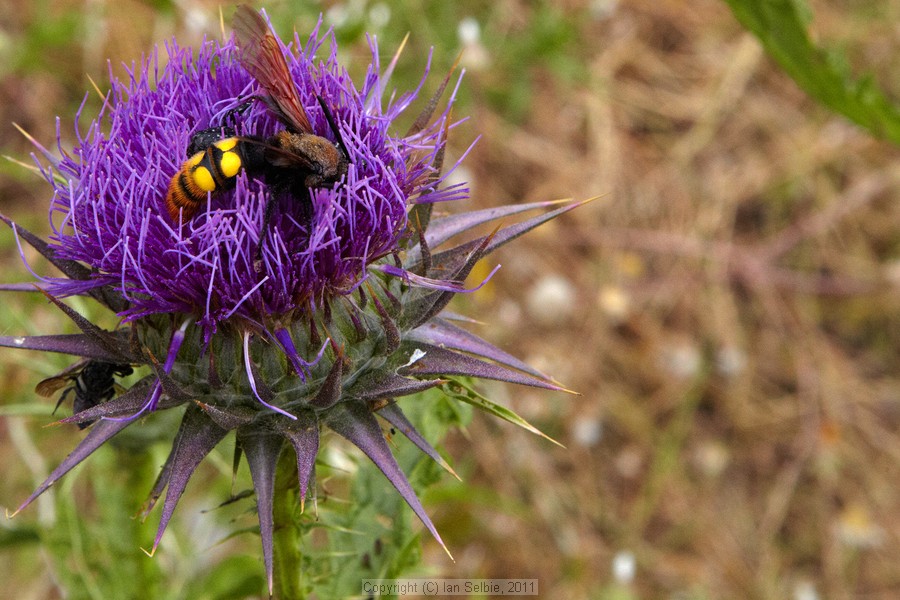 Island of Naxos, Greece, 2011