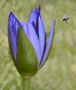 Bee approaching Lotus blossum at Wat Arun