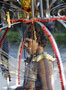 Thaipusam - Kavadi carrier