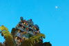 The moon is still visible in the lightening sky, set off by the glow of the lit figures in the gopuram of the temple