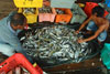 Sorting and cleaning fish on the deck at Endau