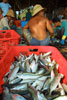 A basket of fish from the trawler awaits processing while the men work in the background