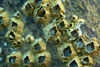 Tiny barnacles clustered on the steel of the rafts