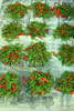 Red and green chillis layed out on newspaper