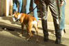 Dog ignoring conversation in Via Frattina off Piazza Espagna