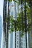 Bank of China building seen through the hanging fronds of the banyan tree