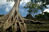 Tree 'growing out of' Ta Prohm