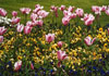 Tulips in Victoria Park