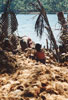Coir Making - Separate the fibres from the soaked husks