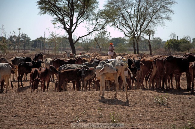 Village life in Rajasthan near Jaipur