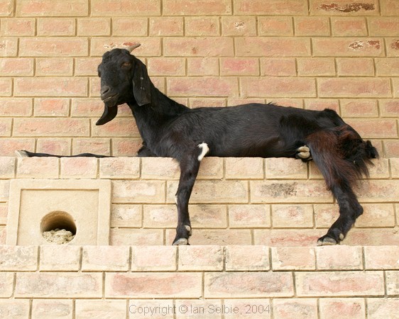 A thoughtful goat rests on the steps of the Ghat