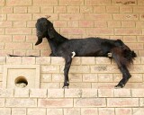 A thoughtful goat rests on the steps of the Ghat