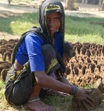 In the countryside near Varanasi: making dung pats to dry in the sun for fuel