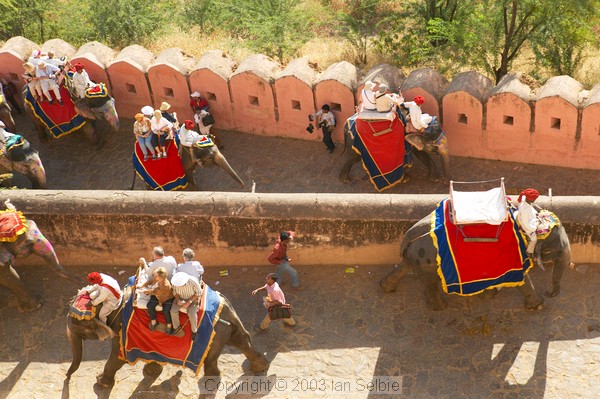 Elephants, Amber Palace, Jaipur