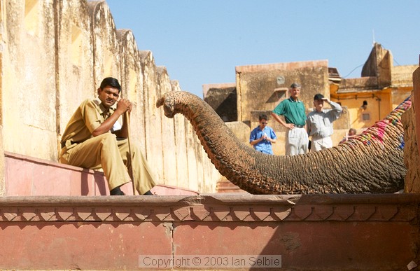 Man and elephant's trunk, Amber Palace, Jaipur